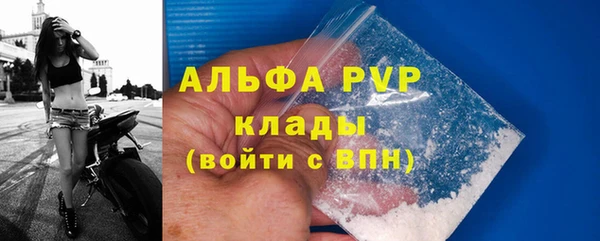 сатива Бородино
